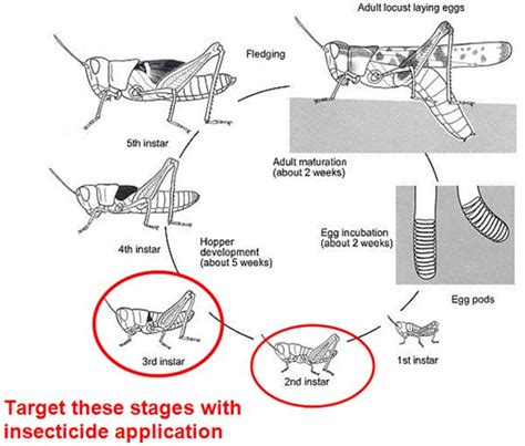 Grasshopper Life Cycle Drawing