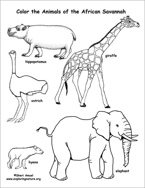 African Animals Coloring Page - ColoringBay