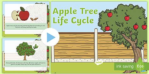 KS1 Life Cycle of an Apple Tree PowerPoint (teacher made)