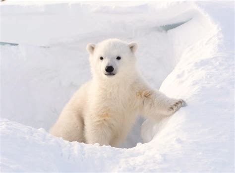 The polar bear catastrophe that wasn’t – CFACT