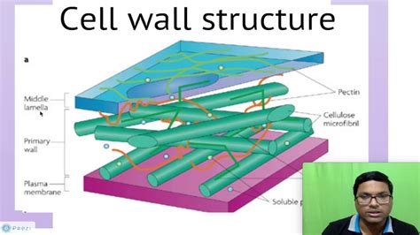 Cell Wall Structure