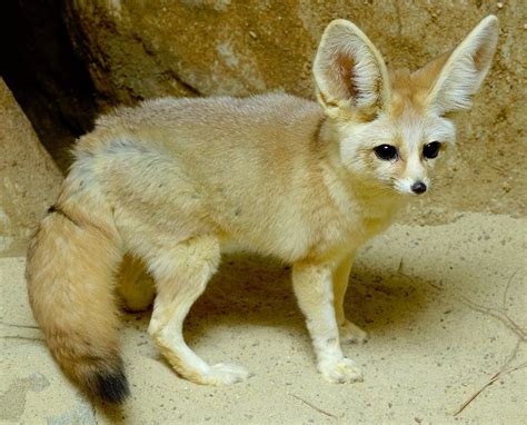 Fennec Fox Habitat