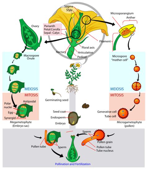 Plant Reproduction | Organismal Biology