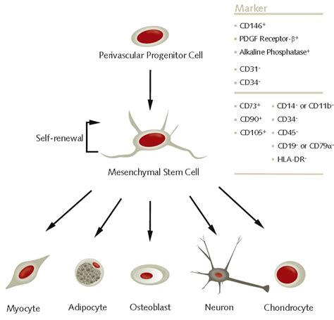 Trilineage Differentiation of Multipotent Human Mesenchymal Stem Cells ...