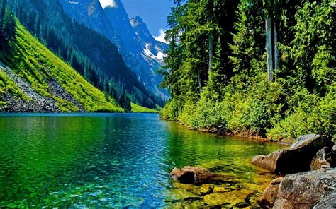 Nature-Landscape-clear mountain river-stone-pine forest and mountainous ...