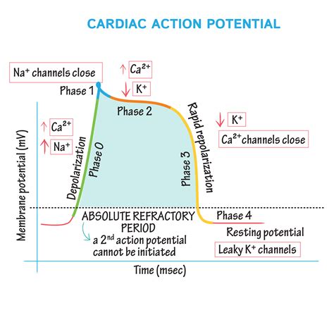 Physiology Glossary: Cardiac Muscle Action Potential | Draw It to Know It