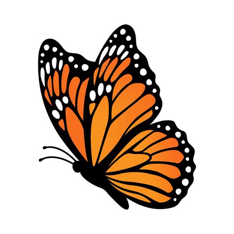 Monarch butterfly, side view. Vector illustration isolated on white ...