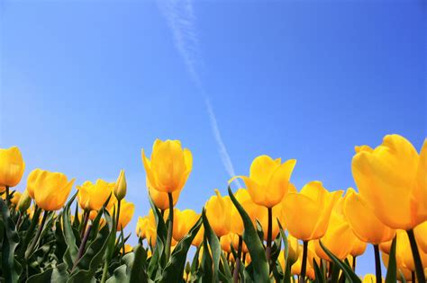 Yellow tulips Free Photo Download | FreeImages