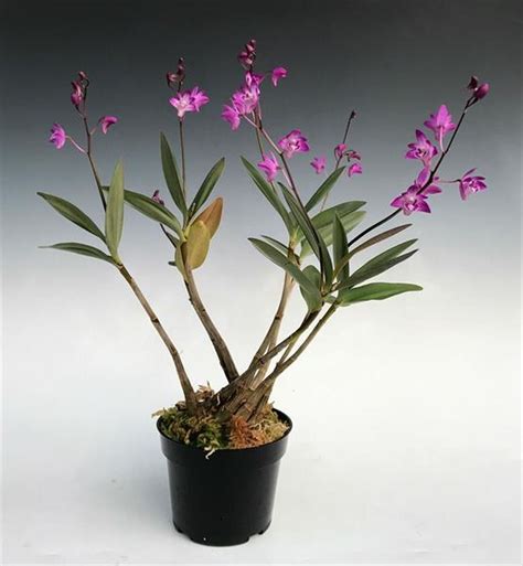 Dendrobium Pink Sparkle - THE SHOOT