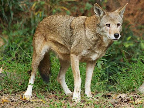 Check out this pawesome litter of endangered red wolf pups : NPR