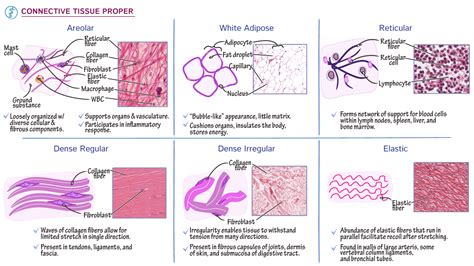 Histology: Connective Tissues - Histology | ditki medical & biological ...