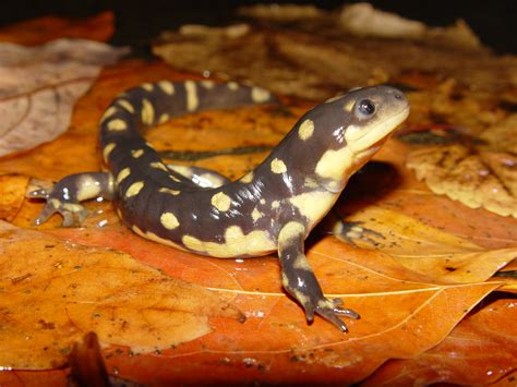 Eastern Tiger Salamander - Ambystoma tigrinum | Amphibians and Reptiles ...