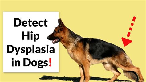 How Early Can Hip Dysplasia Be Detected In Dogs