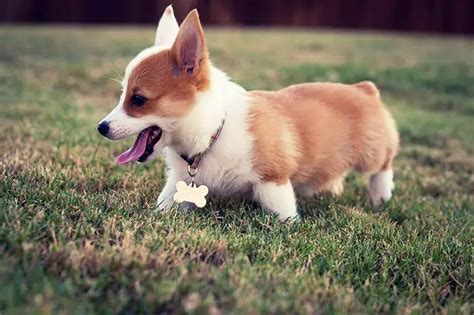 10 Amazing Things about Pembroke Corgi - Corgi Facts