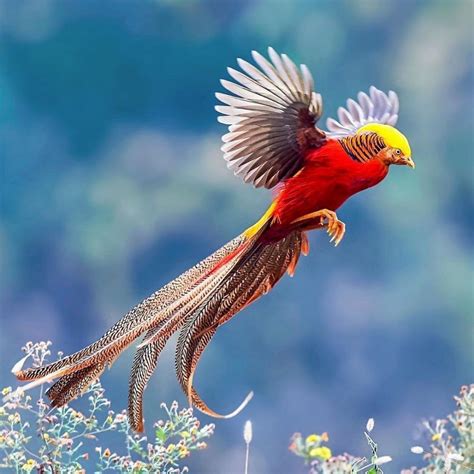 10 Burung dengan Bentuk Ekor Terbaik, Bikin Mata Terpana