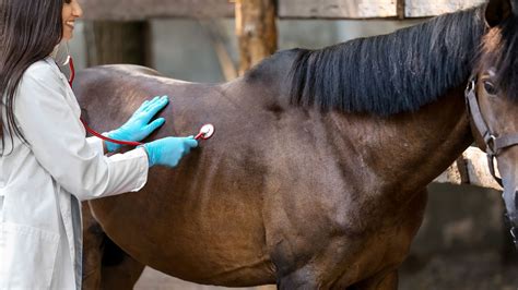 Horse Cancer: Symptoms, Common Types, And Surviving