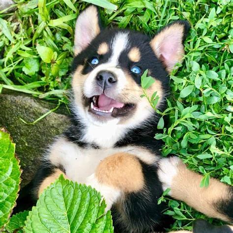 Bernese Mountain Dog Malamute Mix