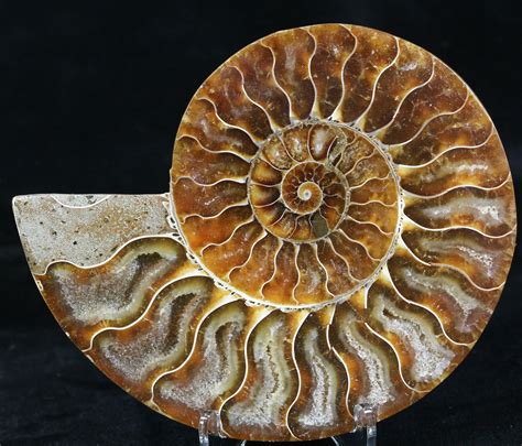 3.95" Agatized Ammonite Fossil (Half) For Sale (#32465) - FossilEra.com