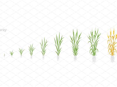 Barley plant growth stages by Grisha Borsch on Dribbble