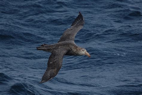 Top 10 Spectacular Birds of Antarctica | HubPages