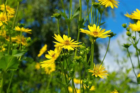 25 Best Plants for Clay Soil Gardens