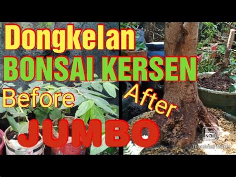 BONSAI KERSEN || DONGKELAN POHON KERSEN JUMBO - YouTube