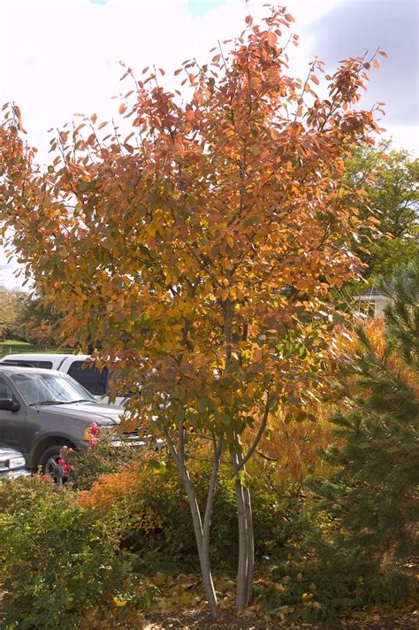 Autumn Brilliance Serviceberry - Pahl's Market - Apple Valley, MN