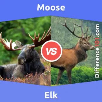 Moose vs. Elk: 5 Key Differences, Pros & Cons, Similarities ...