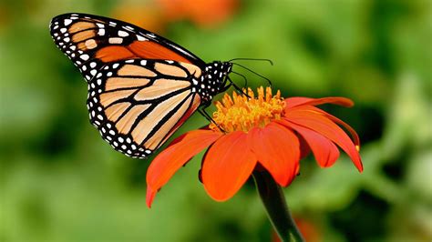 Monarch Butterfly Sanctuary in Mexico officially opens for season