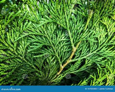 Evergreen leaf stock image. Image of pine, evergreen - 107555483