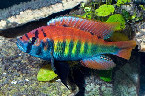 How To Breed Convict Cichlids - HubPages