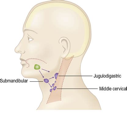 Submandibular lymph nodes - mywebapo