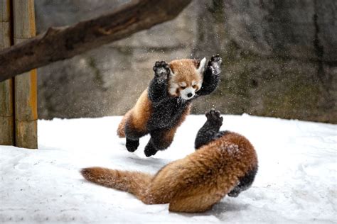 Red panda cubs playing in the snow : r/redpandas