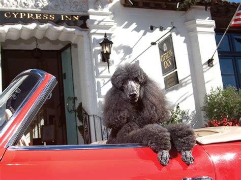 13 Best Pet-Friendly Hotels In The US