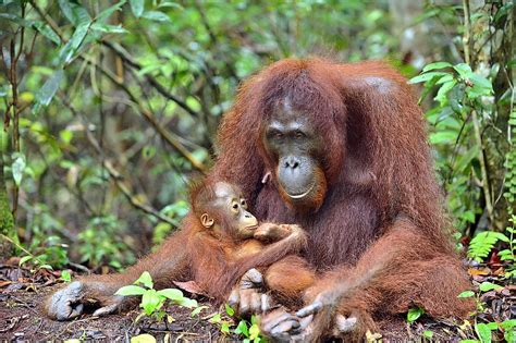 The 3 Species Of Orangutans - WorldAtlas