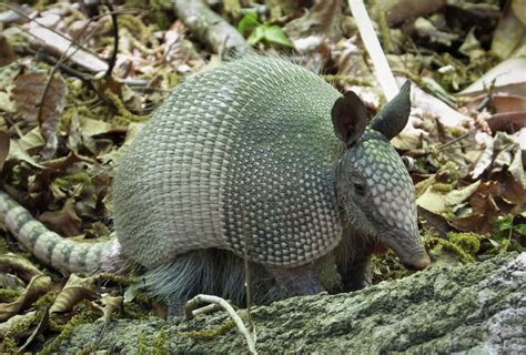 Five Facts: Nine-banded armadillo – Research News