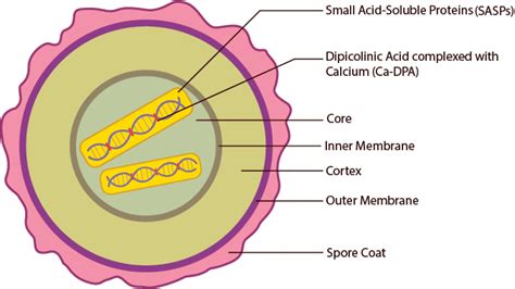 Endospore In Bacteria