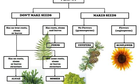 Short Notes from Past Papers (Plant Taxonomy) - Forestrypedia