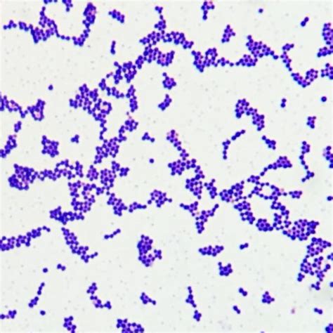 Staphylococcus Aureus Gram Positive Cocci Microbiology Rotation ...