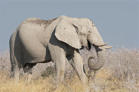 Elephant Eats Acacia Bushes In Etosha Photograph by Brenda Tharp - Fine ...