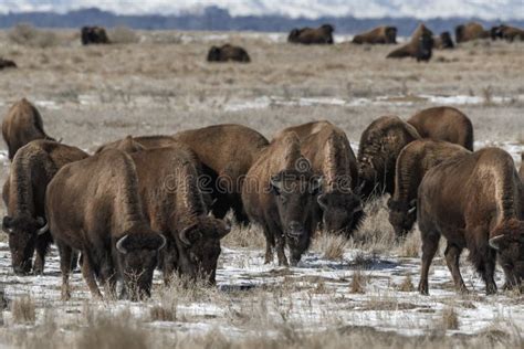 American Bison Grazing on the Prairie in Winter Stock Image - Image of ...