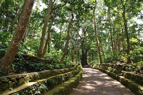 Ubud Monkey Forest in Bali - Sanctuary of Grey Macaques in Ubud - Go Guides