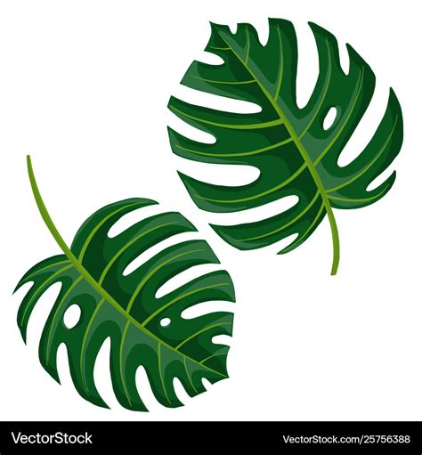 Drawing tropical leaves Royalty Free Vector Image