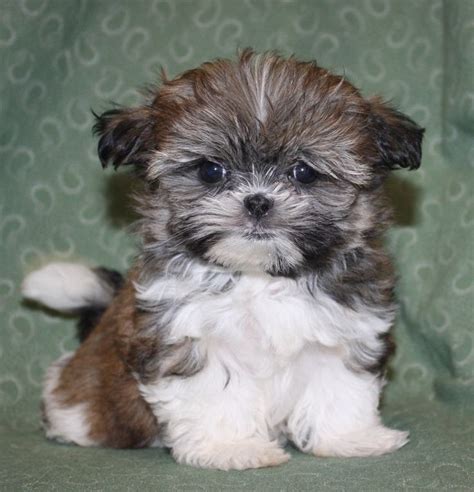 20 best Our Shorkie Puppies images on Pinterest | Shorkie puppies ...