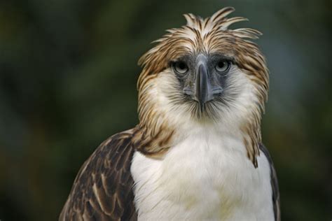 Philippine Eagle Pictures and Wallpapers | Animals Library