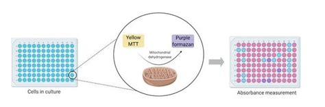 Mtt Assay Flow Chart