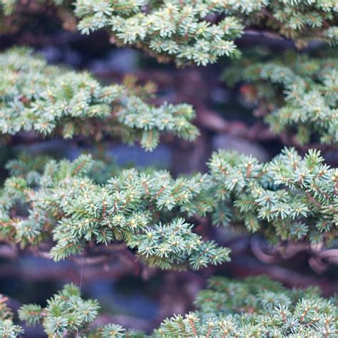 Colorado Blue Spruce Bonsai Growing & Care