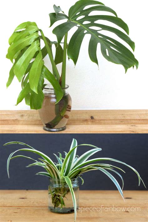 Grow Beautiful Indoor Plants In Water: So easy! - A Piece Of Rainbow