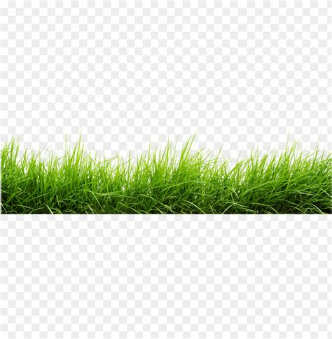 Grass Png