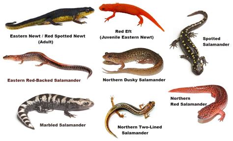 Pet Salamanders Types